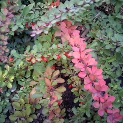 Барбарис ГРИН КАРПЕТ тунберга в Могилёве