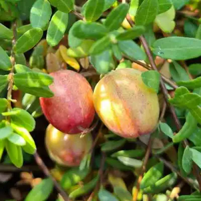 Клюква СТАНКОВИЧ в Могилёве