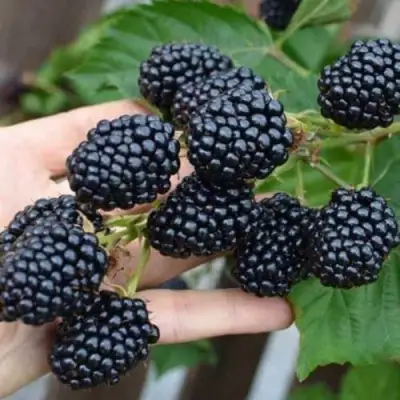 Ежевика ДЖАМБО бесшипная  в Могилёве