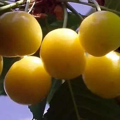 Черешня ЧЕРМАШНАЯ в Могилёве