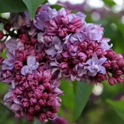 Сирень П.П.КОНЧАЛОВСКИЙ в Могилёве