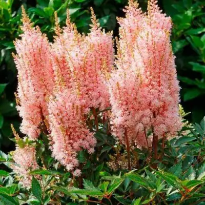 Астильба ЛУК ЭТ МИ японская в Могилёве