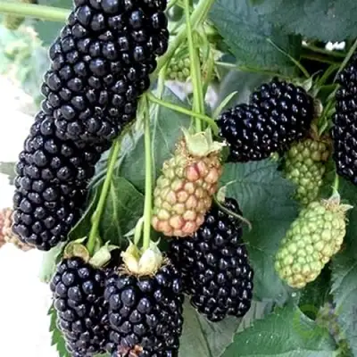 Ежевика ПРАЙМ АРК 45 ремонтантная   в Могилёве