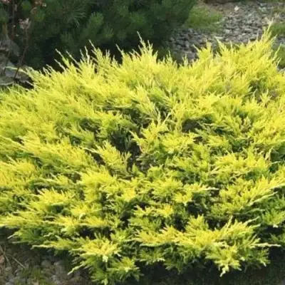 Можжевельник ЛАЙМ ГЛОУ горизонтальный  в Могилёве