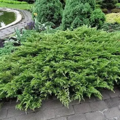 Можжевельник РОКЕРИ ДЖЕМ казацкий  в Могилёве