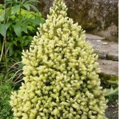 Ель МАЙГОЛД колючая в Могилёве