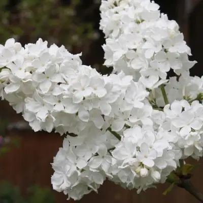 Сирень ФЛОРА в Могилёве