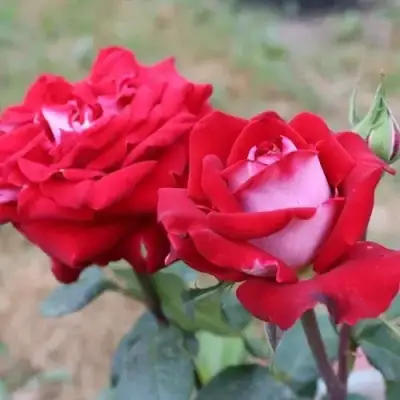 Роза АЛЬЯНС чайно-гибридная в Могилёве