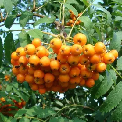 Рябина НЕВЕЖИНСКАЯ ЖЕЛТАЯ сладкоплодная в Могилёве