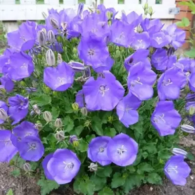 Колокольчик САНТА карпатский в Могилёве