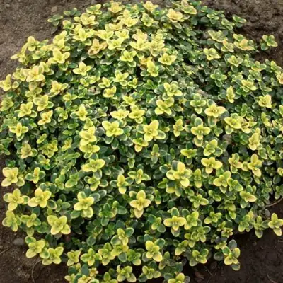 Тимьян ДОННА ВАЛЕЙ лимоннопахнущий в Могилёве