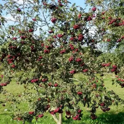 Рябина БУРКА сладкоплодная в Могилёве