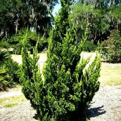 Можжевельник КАЙЗУКА китайский в Могилёве