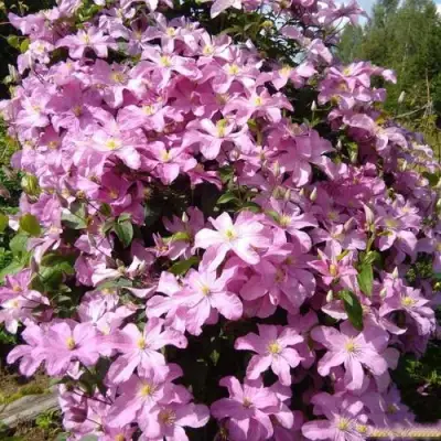 Клематис КОМТЕСС ДЕ БУШО в Могилёве