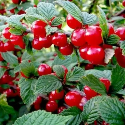 Вишня ВОСТОРГ войлочная в Могилёве