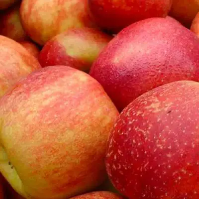 Яблоня ДЖОНАГОЛД в Могилёве