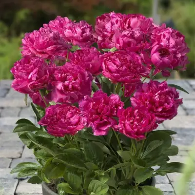 Пион ЛОНДОН травянистый в Могилёве