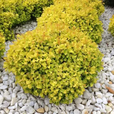 Барбарис БОНАНЗА ГОЛД тунберга в Могилёве