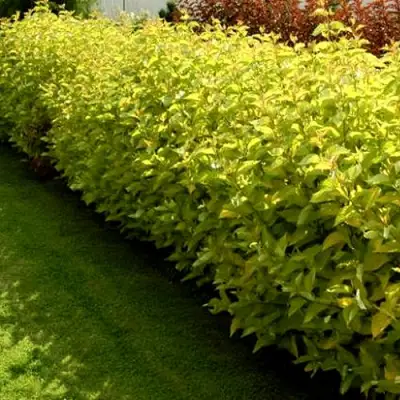 Комплект ДАРТС ГОЛД в Могилёве