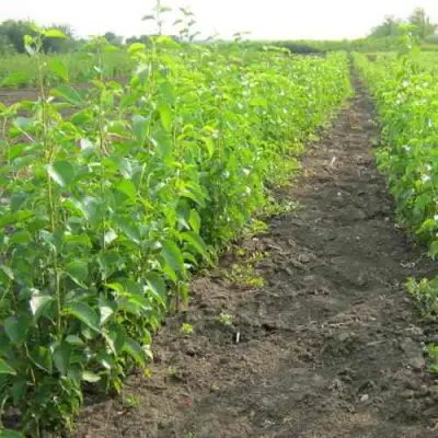 Подвой черешни ДИКАЯ ЧЕРЕШНЯ в Могилёве