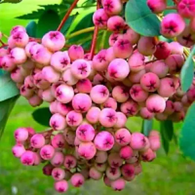 Рябина ПИНК сладкоплодная в Могилёве