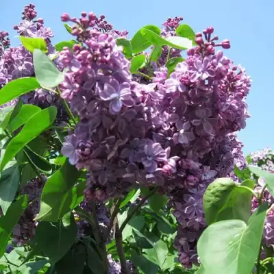 Сирень ВИОЛЕТТА в Могилёве