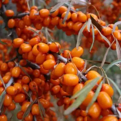 Облепиха ВОРОБЬЕВСКАЯ в Могилёве