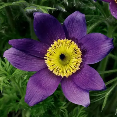 Прострел ПИНВИЛ БЛЮ ШЕЙДЕС в Могилёве