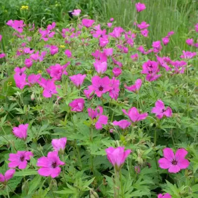 Герань РЕД АДМИРАЛ гибридная в Могилёве