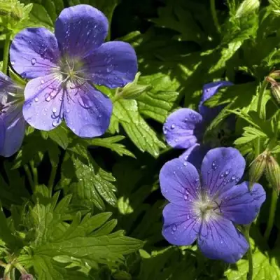 Герань БРУКСАЙД гибридная в Могилёве