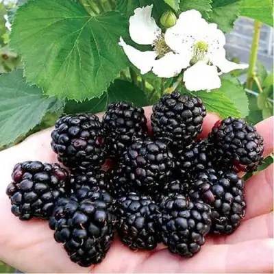 Ежевика РУБЕН ремонтантная  в Могилёве