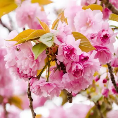 Сакура КАНЗАН в Могилёве