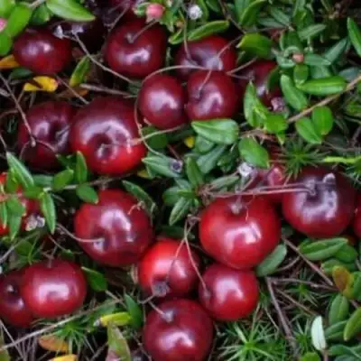 Клюква БЕН ЛИР в Могилёве