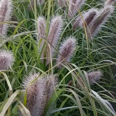 Пеннисетум БЛЭК БЬЮТИ в Могилёве