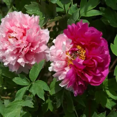 Пион ДВЕ СЕСТРЫ древовидный в Могилёве