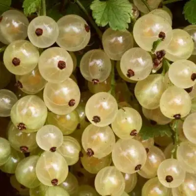 Смородина белая СМОЛЬЯНИНОВСКАЯ в Могилёве