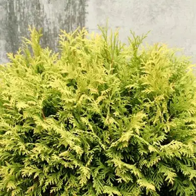 Туя ГОЛДЕН ГЛОБ западная в Могилёве