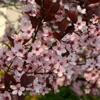 Слива НИГРА растопыреная в Могилёве