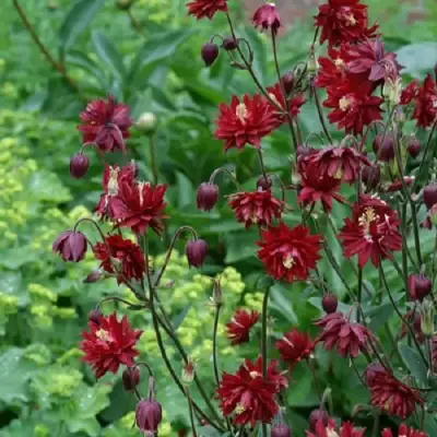 Аквилегия РУБИ ПОРТ обыкновенная в Могилёве