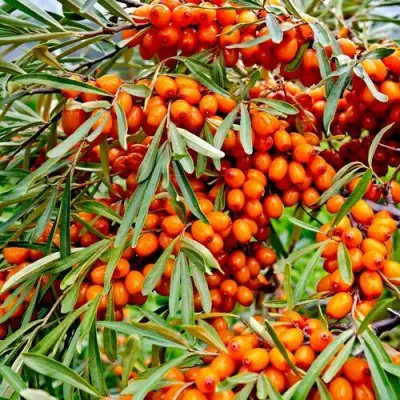 Облепиха ДЖЕМОВАЯ в Могилёве