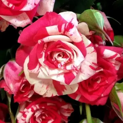 Роза ФАЙЕР ВОРКС миниатюрная в Могилёве