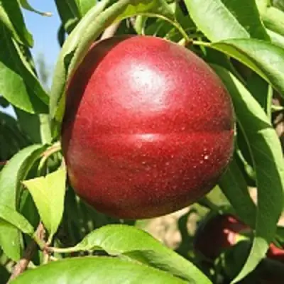 Нектарин ФАНТАЗИЯ в Могилёве