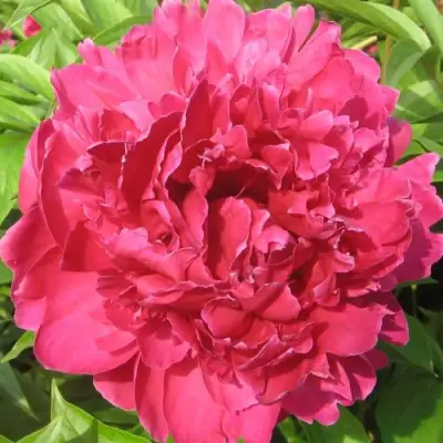 Пион ПУРПУРНЫЙ ФЕНИКС травянистый в Могилёве