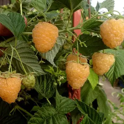 Малина ЗЮГАНА ЗОЛОТАЯ в Могилёве