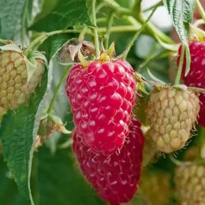 Малина МАРАСТАР в Могилёве