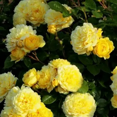 Роза АНИ ДЮПРЕЙ флорибунда в Могилёве