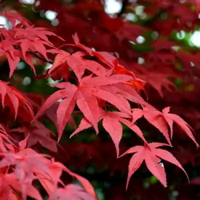 Клен гиннала  в Могилёве