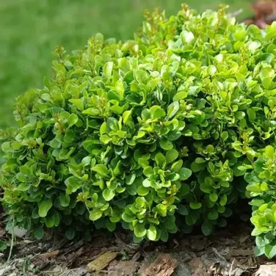 Барбарис КОБОЛЬД тунберга в Могилёве