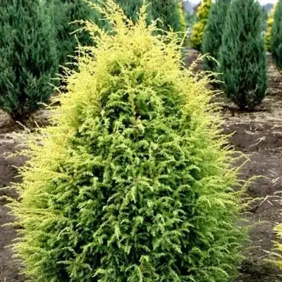 Можжевельник ГОЛД КОН обыкновенный в Могилёве