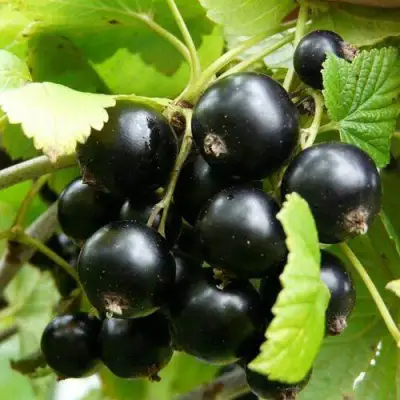 Смородина чёрная ГЕРКУЛЕС в Могилёве